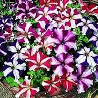 Petunia Flower Seeds Marron White for Planting Heirloom Non-GMO High Germination Organic Garden Seeds