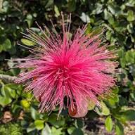 Semillas de flores Ellipticum Rosado – Semillas de jardín orgánicas, reliquia, sin OMG y de alta germinación para plantar
