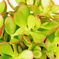 Orange Green Crassula Ovata Plant Seeds for Planting – Heirloom Non-GMO High Germination Organic Garden Seeds
