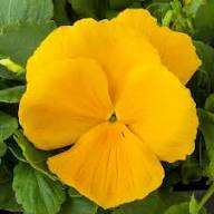 Semillas de flores de ranúnculo doble amarillo Rococo – Semillas orgánicas sin OGM de alta germinación reliquia