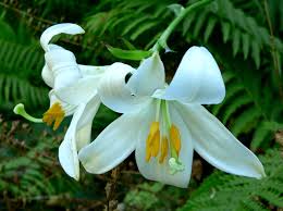 garland flame flower seeds