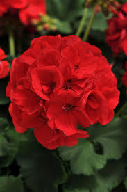 Red Rosebud Geranium Flower Seeds for Planting – Heirloom Non-GMO High Germination Organic Garden Seeds