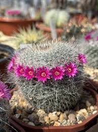 Pink Cactus Flower Seeds – Heirloom, Non-GMO, High Germination Seeds for Planting, Organic Garden Seeds