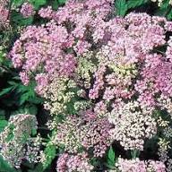 Pink Chaerophyllum Flower Seeds Heirloom Non-GMO High Germination Organic Garden Seeds for Planting