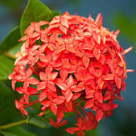 Ixora-Blumensamen Rot – Erbstück, gentechnikfrei, hochkeimfähig