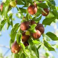 Lang Ziziphus Jujube Fruit Seeds for Planting | Heirloom Non-GMO High Germination Organic Garden Seeds