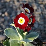 Primula Auricula Flower Seeds Red Heirloom Non-GMO High Germination Organic Garden Seeds for Planting