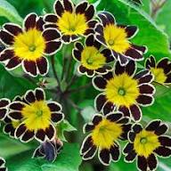 Semillas de flores de prímula negras y amarillas – Semillas orgánicas de jardín para plantar, reliquia, sin OMG, de alta germinación.