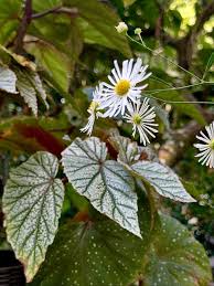 White Boltonia Flower Seeds Heirloom Non-GMO High Germination Organic Garden Seeds