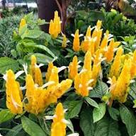 White Yellow Pachystachys Flower Seeds Heirloom Non-GMO High Germination Organic Seeds
