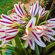 White Red Cardiocrinum Flower Seeds – Heirloom, Non-GMO, High Germination Organic Garden Seeds for Planting