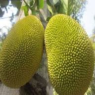 Eviarc Jackfruit Seeds for Planting – Heirloom Non-GMO High Germination Organic Garden Seeds Tropical Fruit Seeds for Home Garden