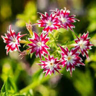 Pink White Phlox Drummondii Flower Seeds Heirloom Non-GMO High Germination Organic Garden Seeds for Planting