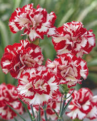 Red White Carnation Flower Seeds for Planting – Heirloom Non-GMO High Germination Organic Garden Seeds