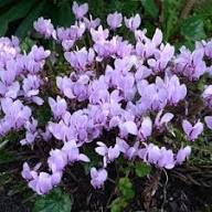 Purple Cyclamen Flower Seeds for Planting Heirloom Non-GMO High Germination Organic Garden Seeds