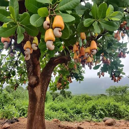 Cashew Nut Apple Seeds 