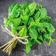 Minze Pflanzen Samen Grün Erbstück gentechnikfrei hohe Keimfähigkeit Bio-Gartensamen zum Pflanzen