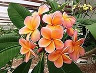 Orange Plumeria Flower Seeds – Heirloom, Non-GMO, High Germination Organic Garden Seeds for Planting Seeds for Planting