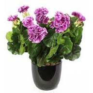 Purple White Pelargonium Flower Seeds Heirloom Non-GMO High Germination Organic Garden Seeds for Planting