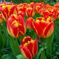 Red Yellow Tulip Flower Seeds for Planting – Heirloom, Non-GMO, High Germination