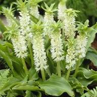 White Eucomis Flower Seeds Heirloom Non-GMO High Germination Organic Garden Seeds for Planting