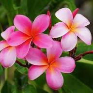 Pink Plumeria Alba Flower Seeds Heirloom Non-GMO High Germination Organic Garden Seeds for Planting