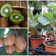 Gemischte Kiwisamen – Alte Sorte, gentechnikfrei, hohe Keimfähigkeit, Bio-Gartensamen zum Pflanzen