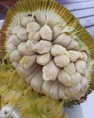 White Marang Seeds Heirloom Non-GMO High Germination Organic Garden Seeds for Planting