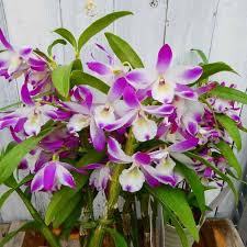 White Purple Orchis Simia Flower Seeds Heirloom Non-GMO High Germination Organic Garden Seeds