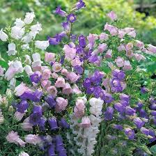 canterbury bell flower seeds