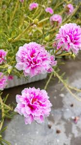 Pink Moss Rose Flower Seeds for Planting – Heirloom Non-GMO High Germination Organic Garden Seeds