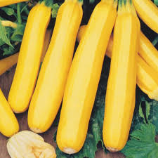Zucchini Gold Rush F1 Seeds for Planting – High Yield Organic Summer Squash Seeds, Non-GMO, Fast Growing Vegetable Garden Seeds