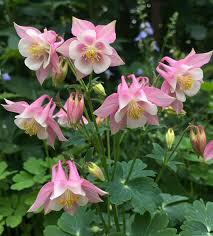 Rosa Akelei Blumensamen – Alte Sorte, gentechnikfrei, keimstark, Bio-Gartensamen zum Pflanzen