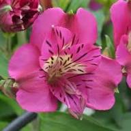 Pink Alstroemeria Flower Seeds for Planting – Heirloom, Non-GMO, High Germination Organic Garden Seeds