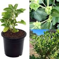 Ashwagandha Plant For Herbal Wellness And Strength Seeds for Planting Heirloom Non-GMO High Germination Organic Garden Seeds