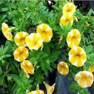Yellow White Petunia Flower Seeds for Planting | Heirloom Non-GMO Organic