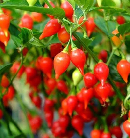 Biquinho Red Pepper seeds for planting heirloom non-GMO vegetable garden seeds growing healthy red peppers at home naturally