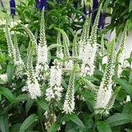 Veronica Flower Seeds White – Heirloom, Non-GMO, High Germination Organic Seeds