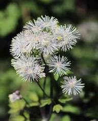 Thalictrum Flower Seeds Heirloom Non-GMO High Germination Organic Garden Seeds for Planting