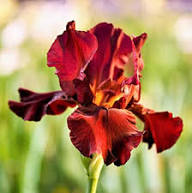 Yellow Red Iris Germanica Flower Seeds – Heirloom Non-GMO High Germination Organic Seeds