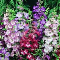 Penstemon Flower Seeds Mixed – Heirloom, Non-GMO, High Germination Organic Garden Seeds for Planting