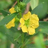 Sinicuichi Flower Seeds for Planting – Heirloom, Non-GMO, High Germination Organic Garden Seeds