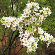 White Xanthoceras Flower Seeds – Heirloom, Non-GMO, High Germination Organic Garden Seeds