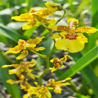 Yellow Oncidium Varicosum Flower Seeds – Heirloom, Non-GMO, High Germination Organic Seeds