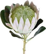 Protea Flower Seeds for Planting – Heirloom Non-GMO High Germination Organic Garden Seeds