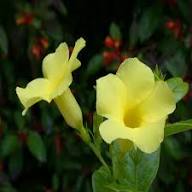 Yellow Campanula Flower Seeds – Heirloom, Non-GMO, High Germination Seeds for Planting