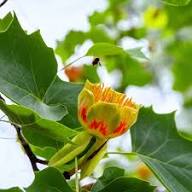Yellow Tulip Tree Seeds Heirloom Non-GMO High Germination Organic Garden Seeds