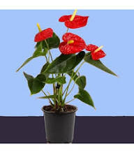 Red Spathiphyllum Flowers Seeds – Heirloom, Non-GMO, High Germination Organic Garden Seeds