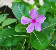 Pink Periwinkle Flower Seeds – Heirloom Non-GMO High Germination Organic Garden Seeds for Planting