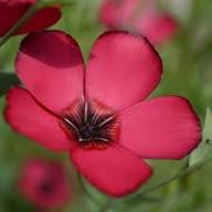 Red Linum Grandiflorum Flower Seeds for Planting – Heirloom, Non-GMO, High Germination Organic Garden Seeds